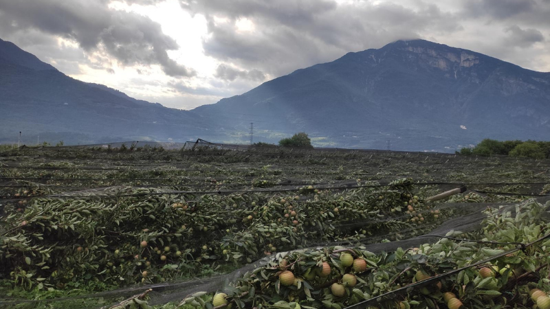 Apple trees after a hailstorm - foto of Virginia Espen 