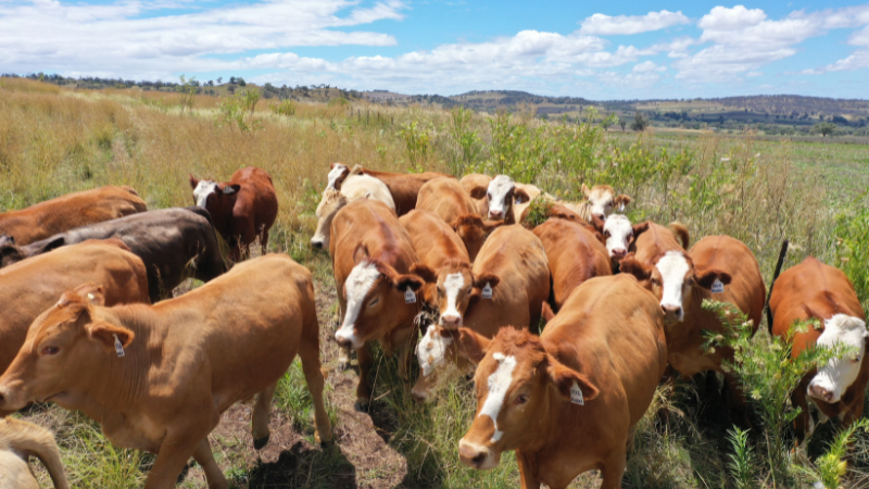 Cattle farm – photo of Martin Murray